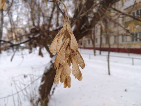 Тест фотосъемки смартфоном asus zenfone 3. Макро-съемка.