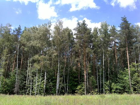Тест фото камеры планшета chuwi hi12 - съемка в парке