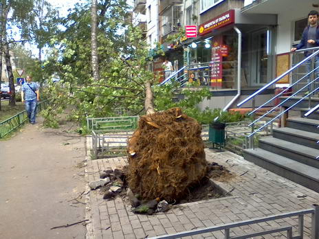 Последствия урагана 13-14 июля 2016 г. в Москве - поваленные деревья