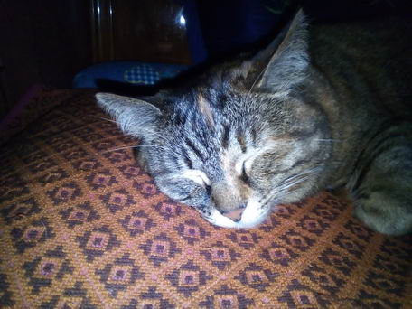 Спящий Котозавр