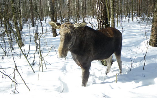 Зима, лось (нацональный парк Лосиный Остров)