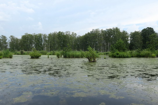 Болотная вода постепенно "загустевает"