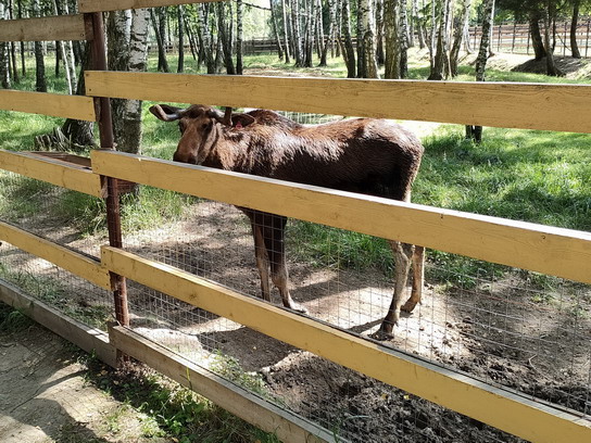 Раненый лось, попавший в ДТП на МКАД. Обратите внимание, как копыто на передней ноге вывернуто наоборот. Он останется на биостанции.