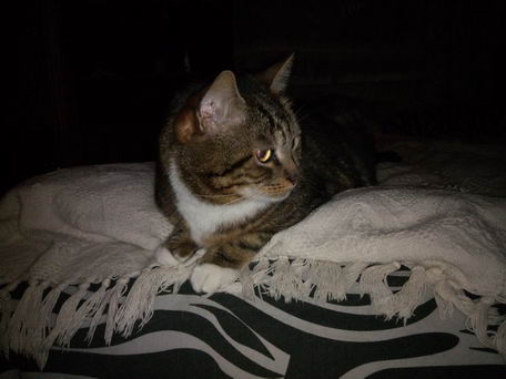 Котяра