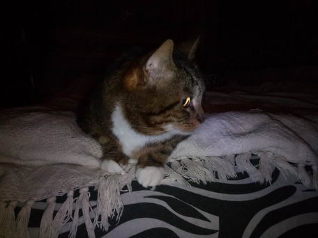 Котяра