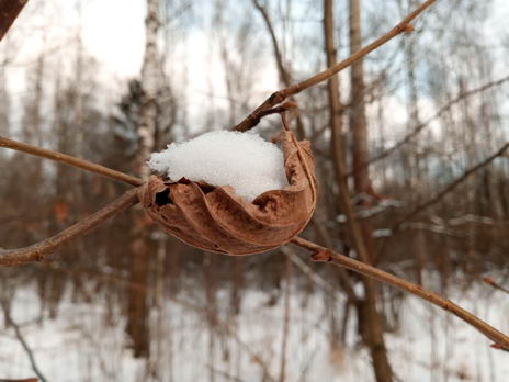 Сухой лист со снегом
